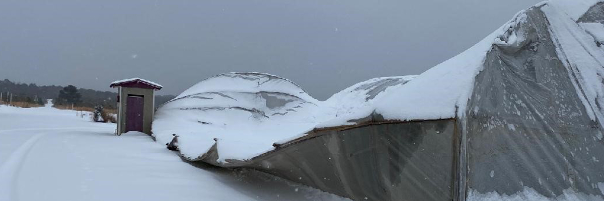 Greenhouse in Texas crushed by snow from winter storm